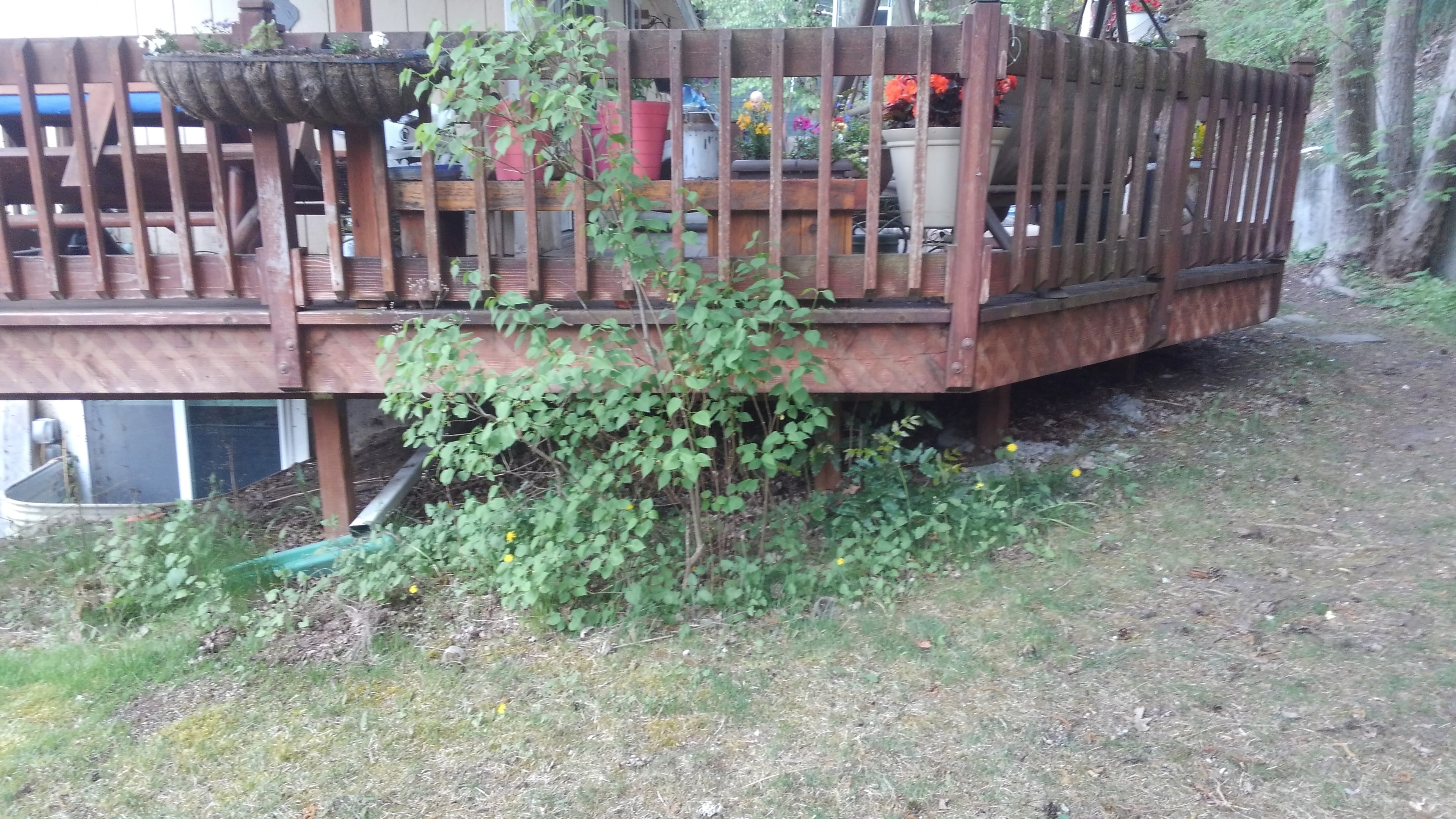 Deck before renovation — overgrown and weathered